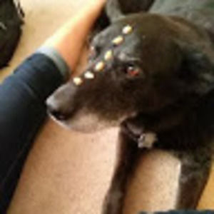 Meet your Posher, Rosa